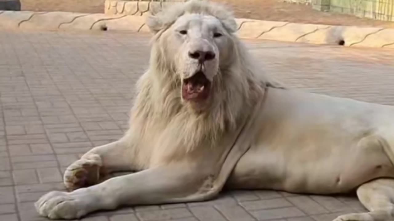 Lion video