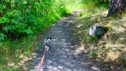 Stigen vid strandbadet🐕☺️💕