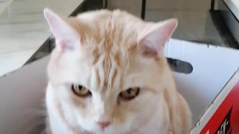 Small Box Big Cat Dimitri