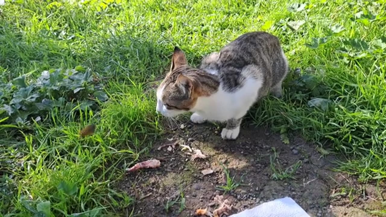 I gave chicken to a cute cat. The cat ate until it was satisfied.