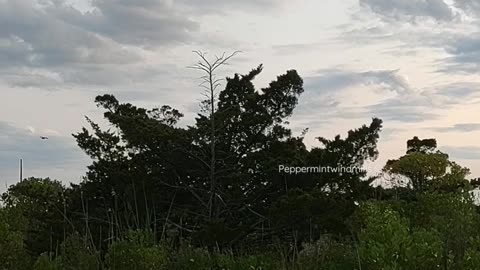 ASMR |Birds•Nature|🦜🐦
