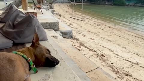 The dog relaxing calmly on the beach