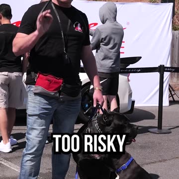 When I Don’t Let My Kids Train the Dogs