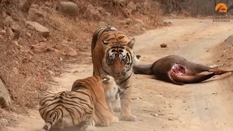 Tiger 🐅 and cow fight