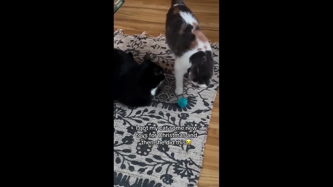 Try Not To Laugh Dogs And Cats