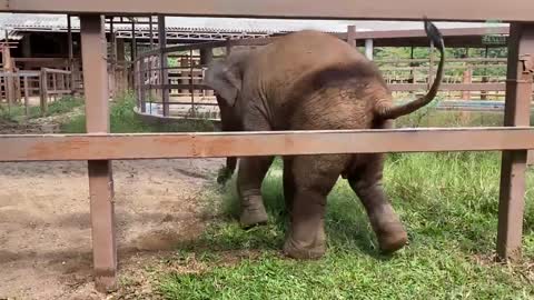 Baby Elephant Leaving The Tire Behind And Rushed To Comfort Her Friend - ElephantNews