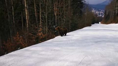 Skiing with the bear on the slope - 9 Martie 2021, Partia Cocosul Predeal Romania, by Mister Fox