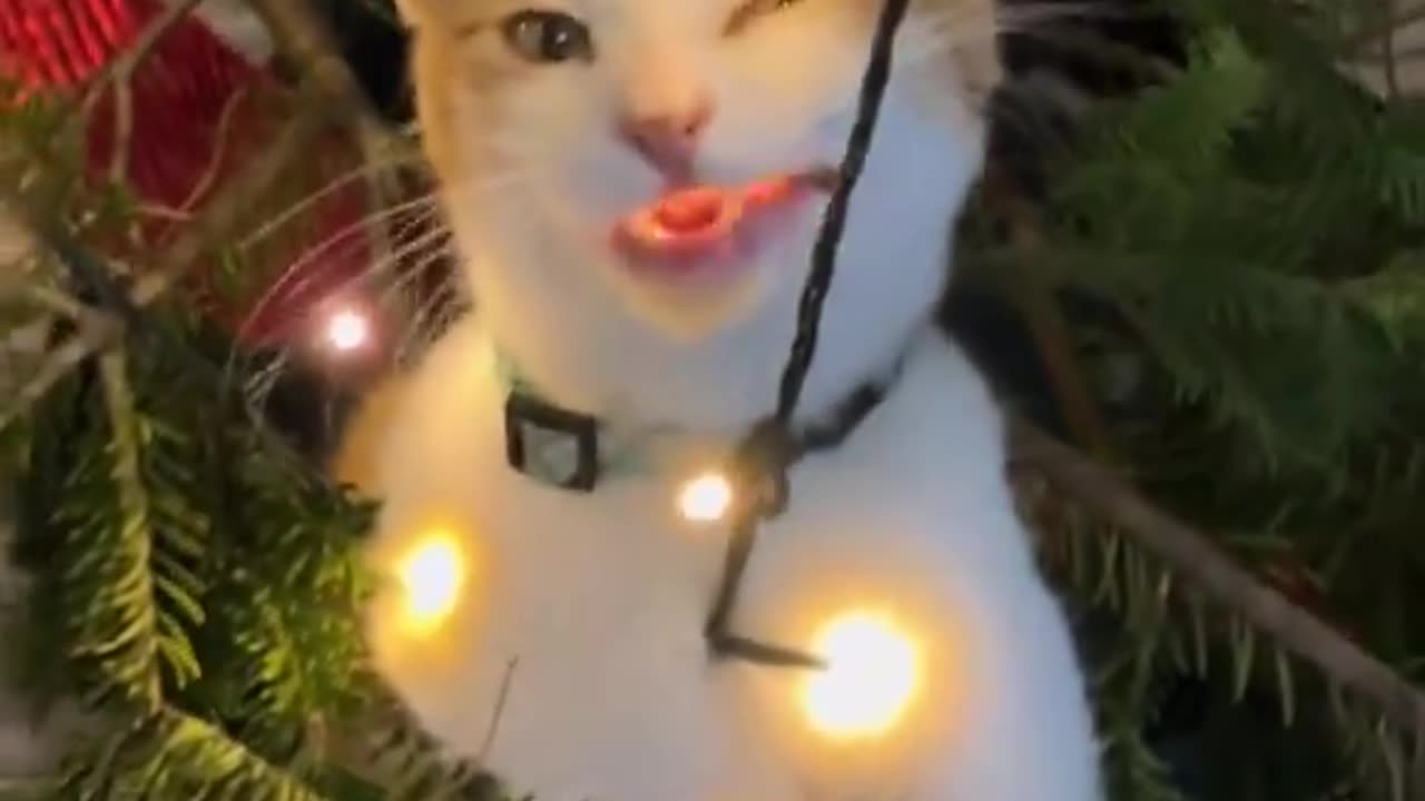 christmas cat