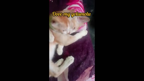 Cat funny Video