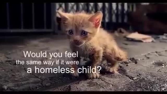 The life of a homeless kitten