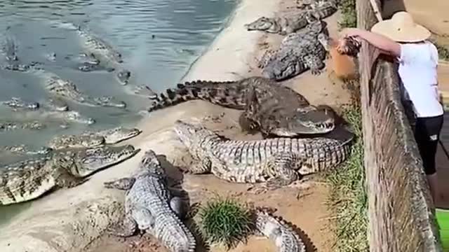 Crocodile India Samundar video