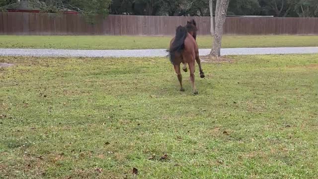 Horse Toots During Take Off