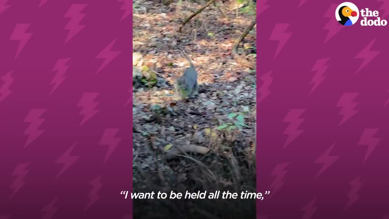 Tiny Kitten Befriends The Wild Deer Who Visit Her Yard | The Dodo Little But Fierce