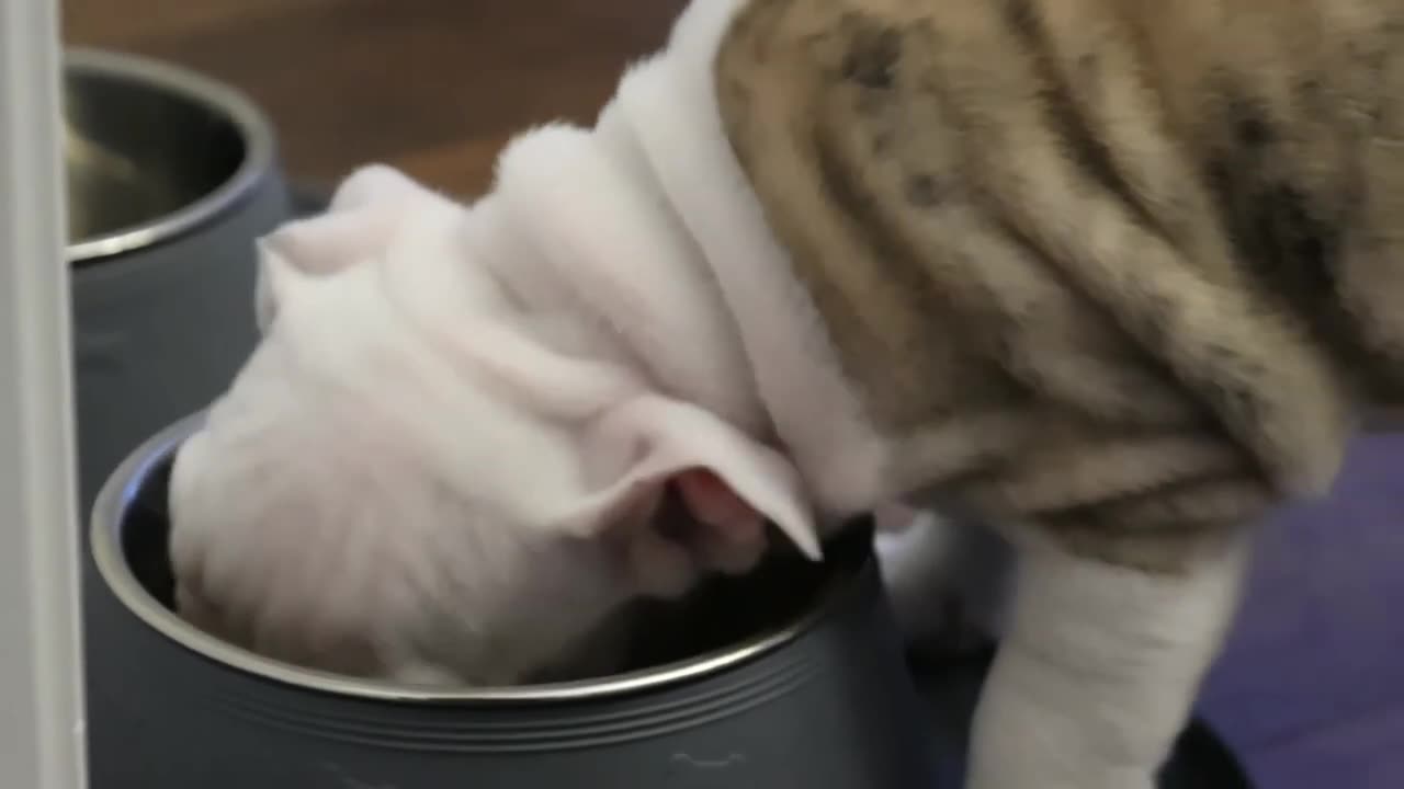 Baby Dog Eating Meal