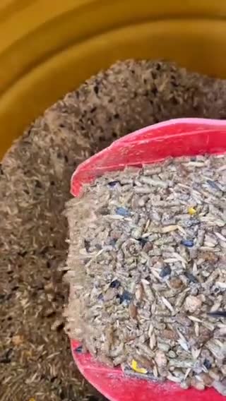 Chicken and the egg (2) ... Let’s hope this isn’t true. But anything is possible these days.