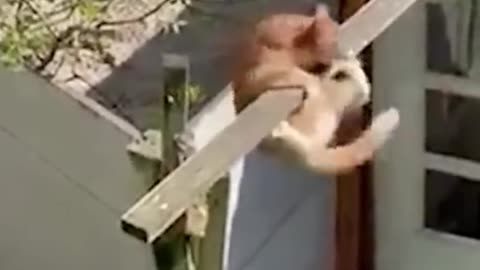 Funny Animal Try to Not Laugh