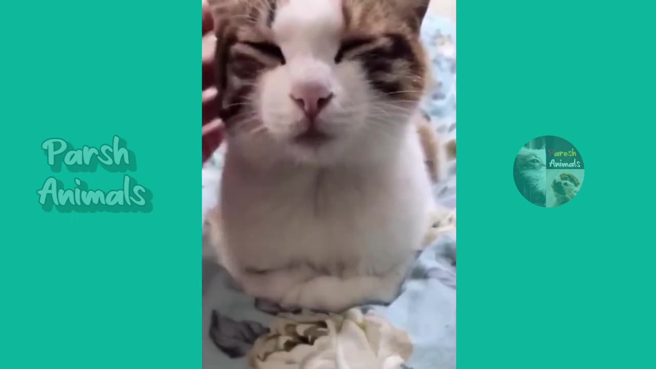 Funny animals - funny cats /dog - funny animal videos best videos of january 2023 Paresh Animals