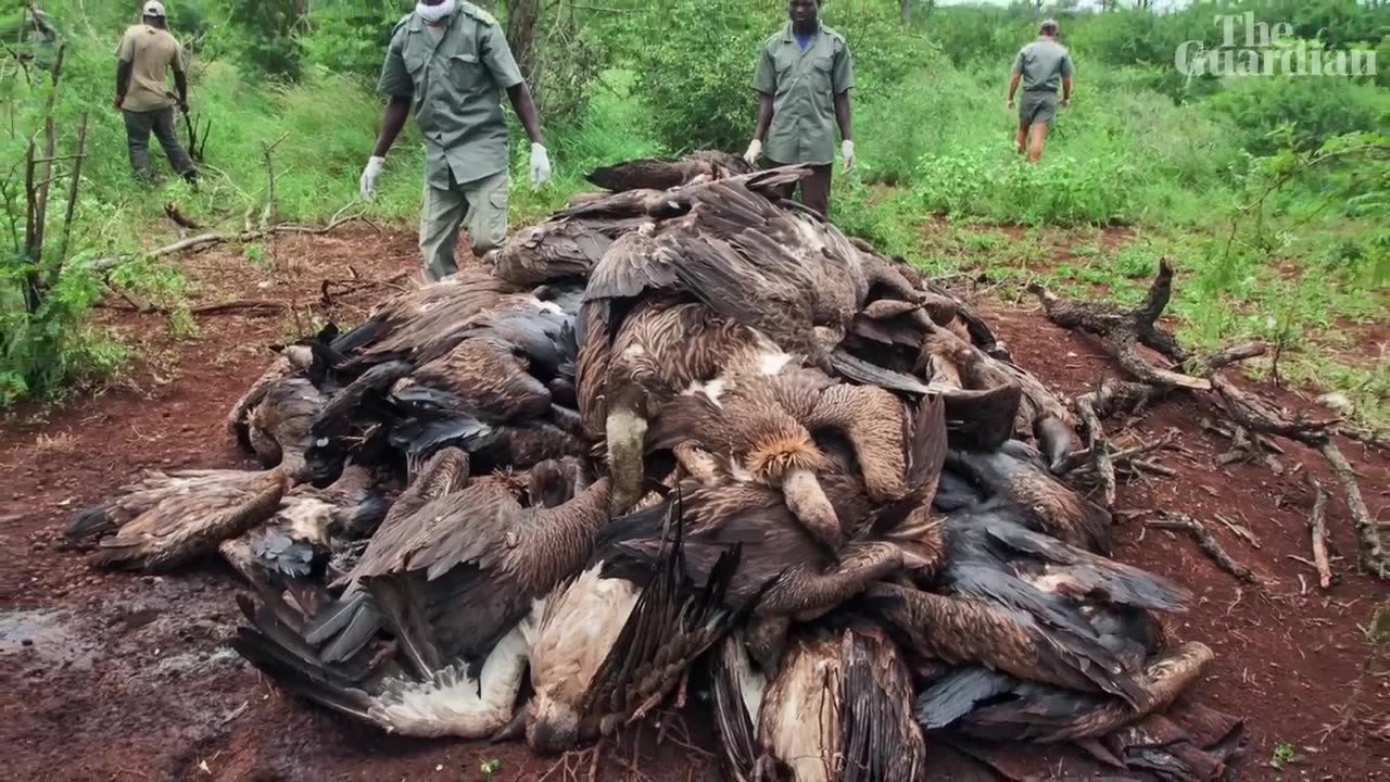 How unintentionally poisoning vultures is killing humans _ It's Complicated (1).mp4