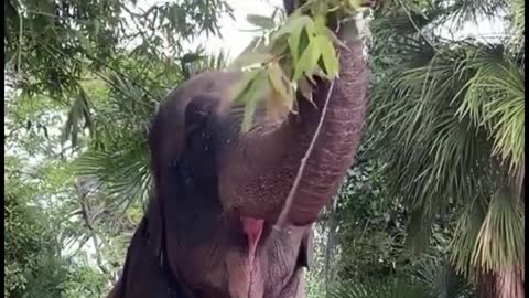 What about the elephant's ears? Why don't I see his ears?