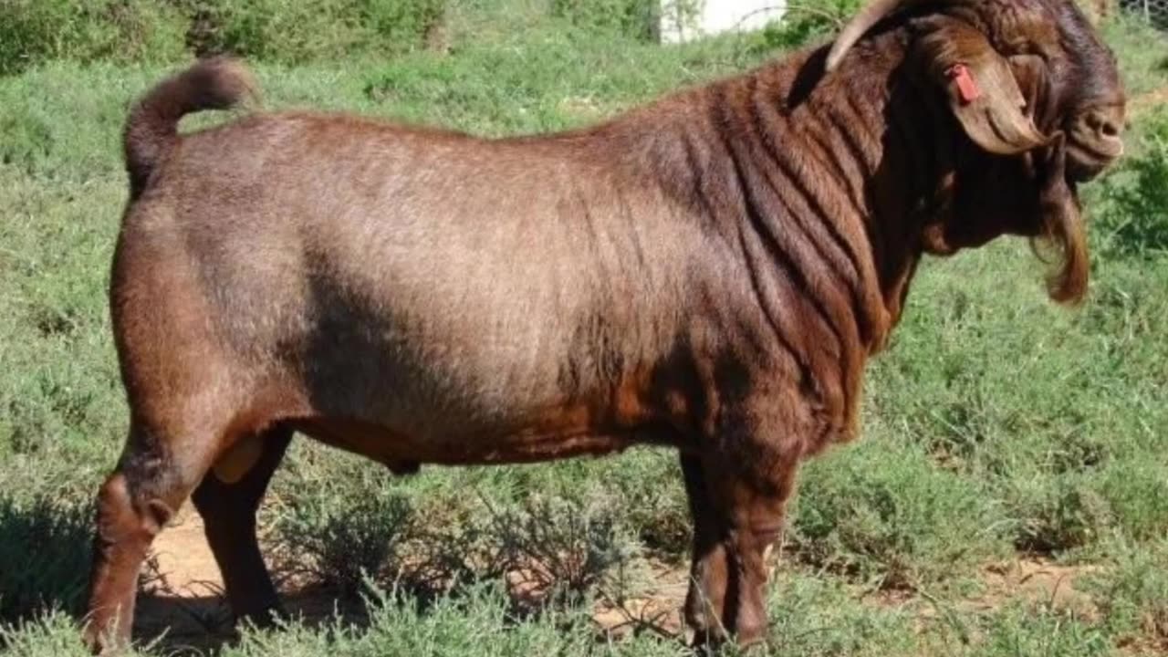 Top ten breeds of goatsn2023