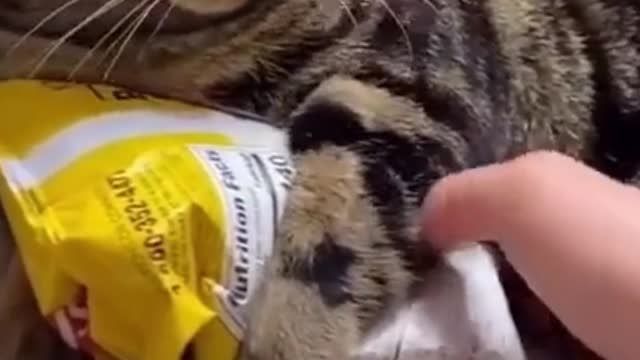 The Funny Cat Did Not Give His Packet To This Hand