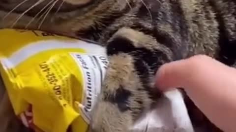 The Funny Cat Did Not Give His Packet To This Hand