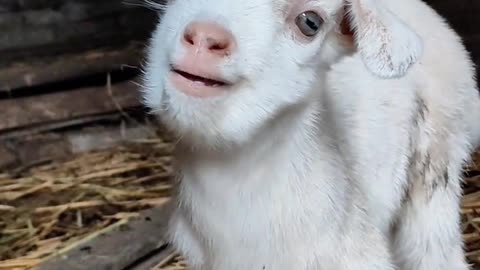 Little goat