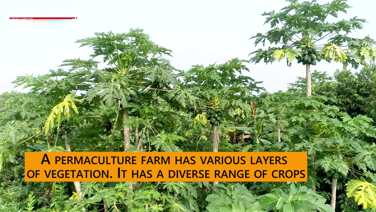 This is an incredible natural food forest grown in Auroville, Tamil Nadu, India