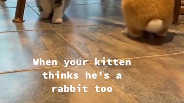 When your kitten thinks he's a rabbit too