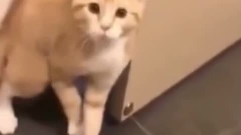 Sweet cat video