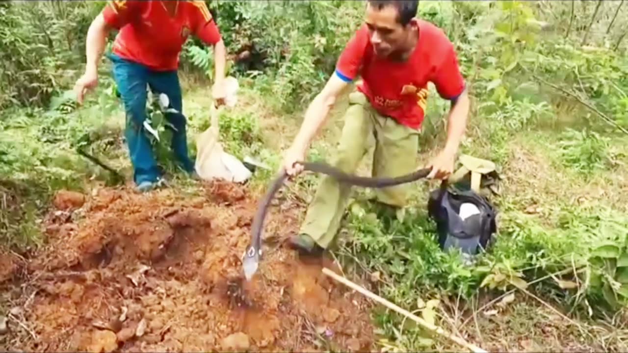 The snake was caught from the pit