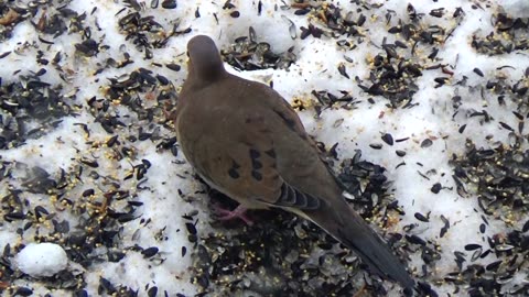 Dove