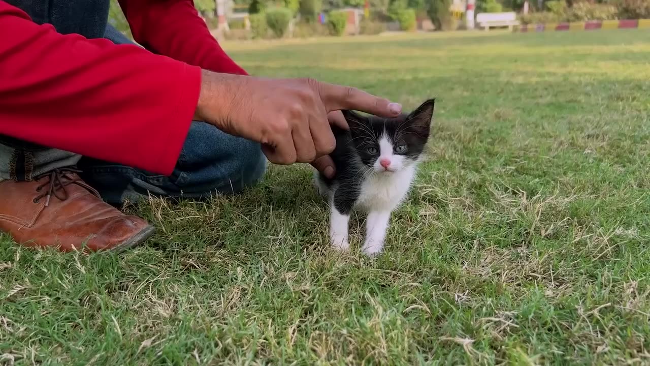 hungry unfortunate cat weeping for food