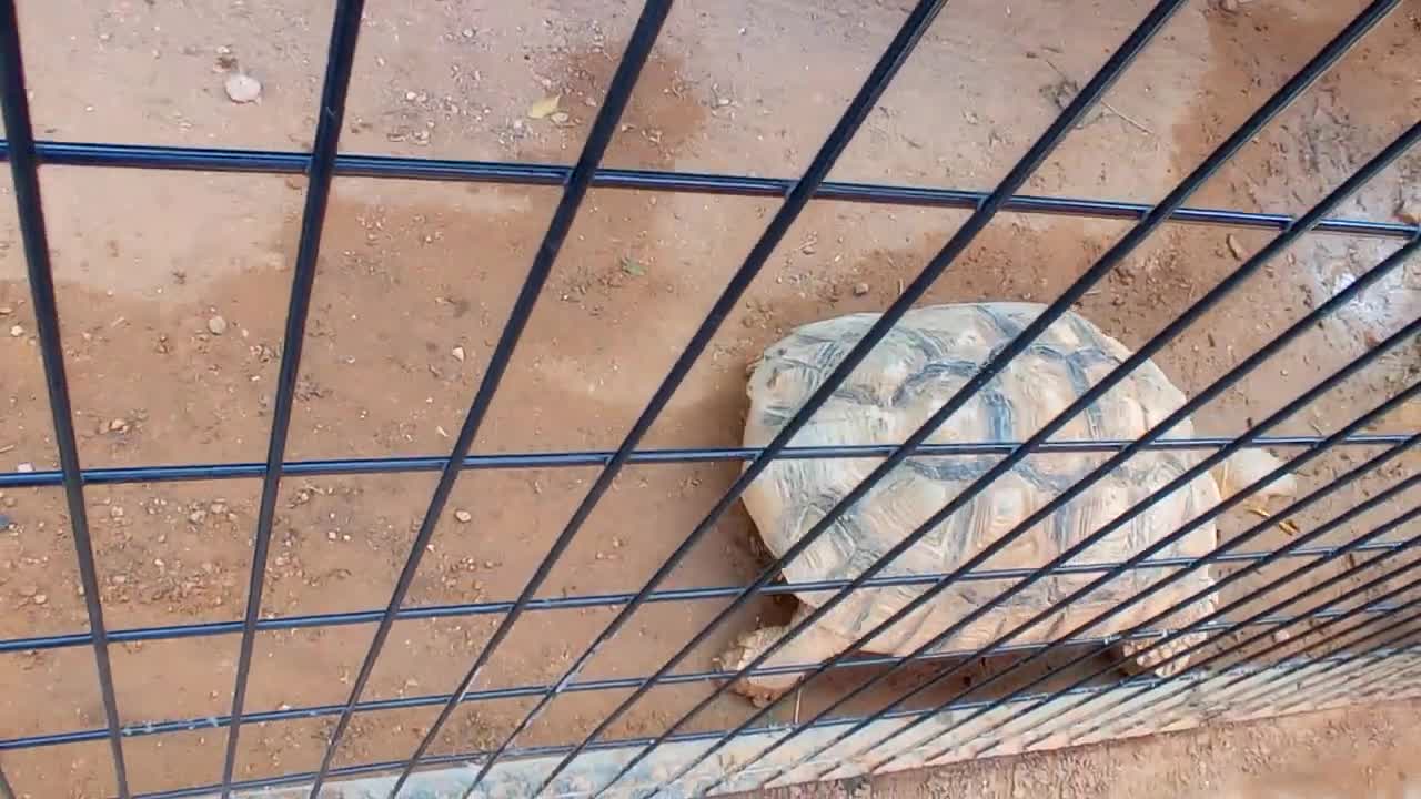 HUGE FAT TORTOISE TRYING TO ESCAPE AFTER TORTOISE STEALS HIS FOOD SPIKE GOES CRAZY-9