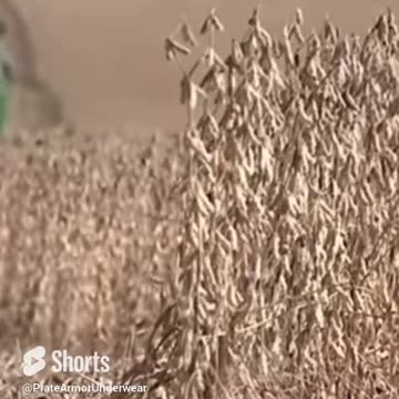 Did Ayn Rand Predict Soyboys?