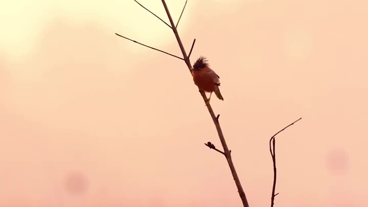 Wildlife