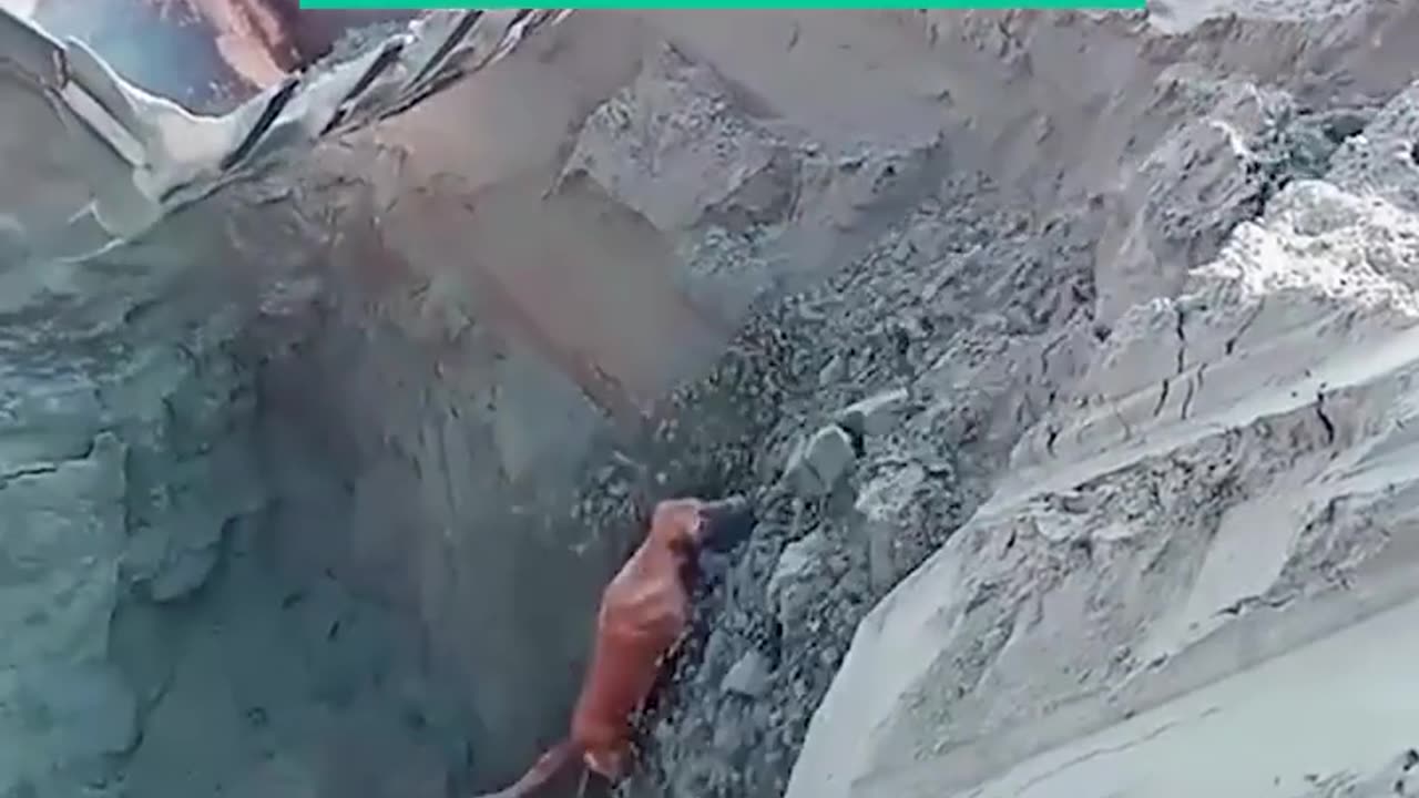 Dog in difficult situation