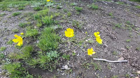 Wildflowers