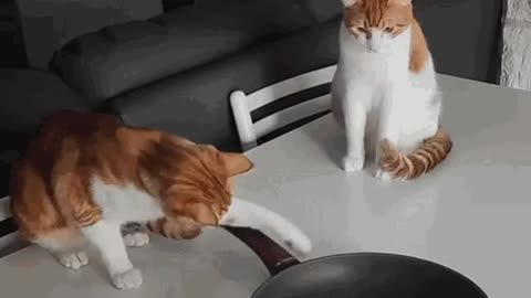 Cute Cat Gif