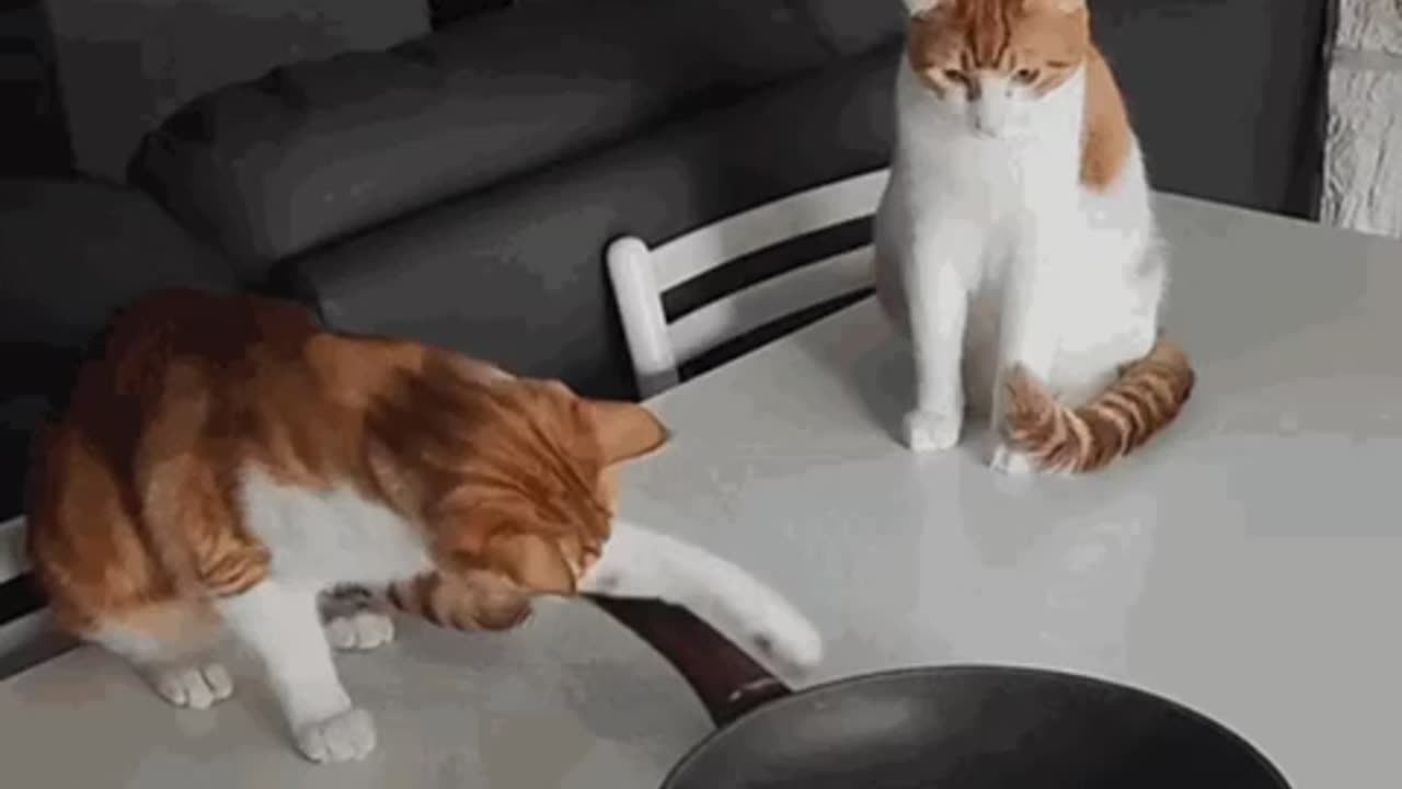 Cute Cat Gif