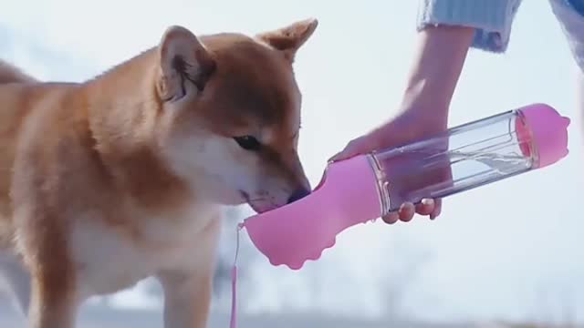 Pets Lover Part 1