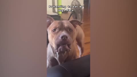 Cute Dog Viral On Tiktok | Cute Dog Compilation 2022