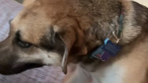 Surprise Dog Vomit