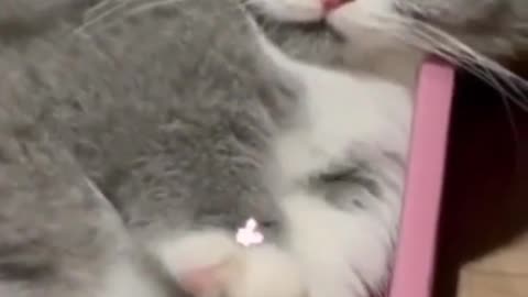 OMG! Funny cats and dogs😄😄