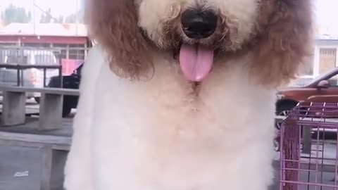 POODLE DOG GIGANTIC CUTEHARRISH ►► #8