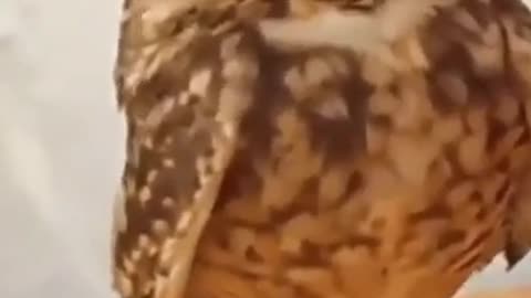 Owl is Overwhelmed by Human Love #shorts #viral #shortsvideo #video