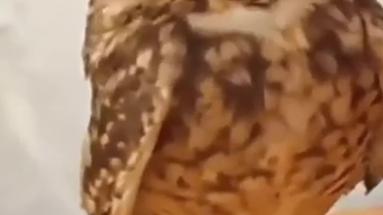 Owl is Overwhelmed by Human Love #shorts #viral #shortsvideo #video
