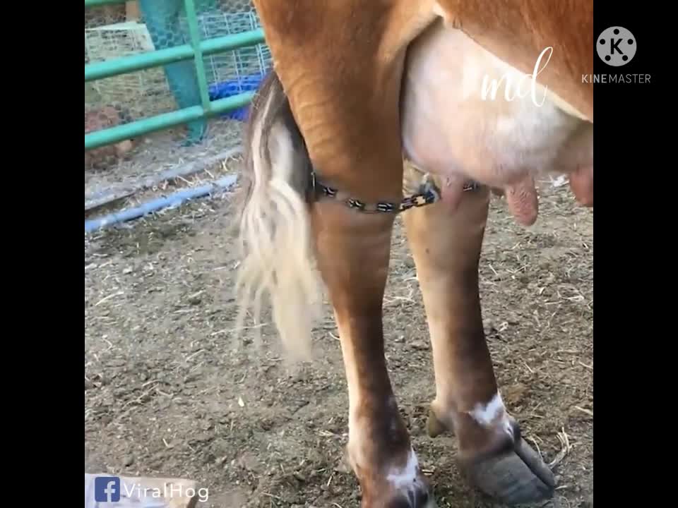 Brave girl milking the cow. What a baby. Lovely CREATIVEFUN.