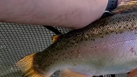 Do any other trout fight as hard as a big rainbow