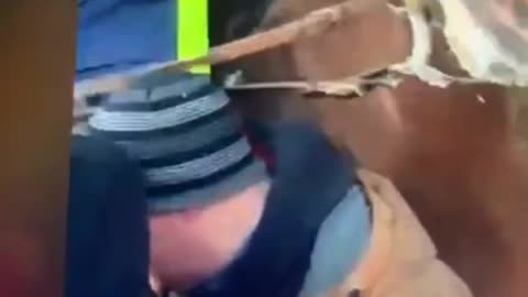 Horses move in Ottawa